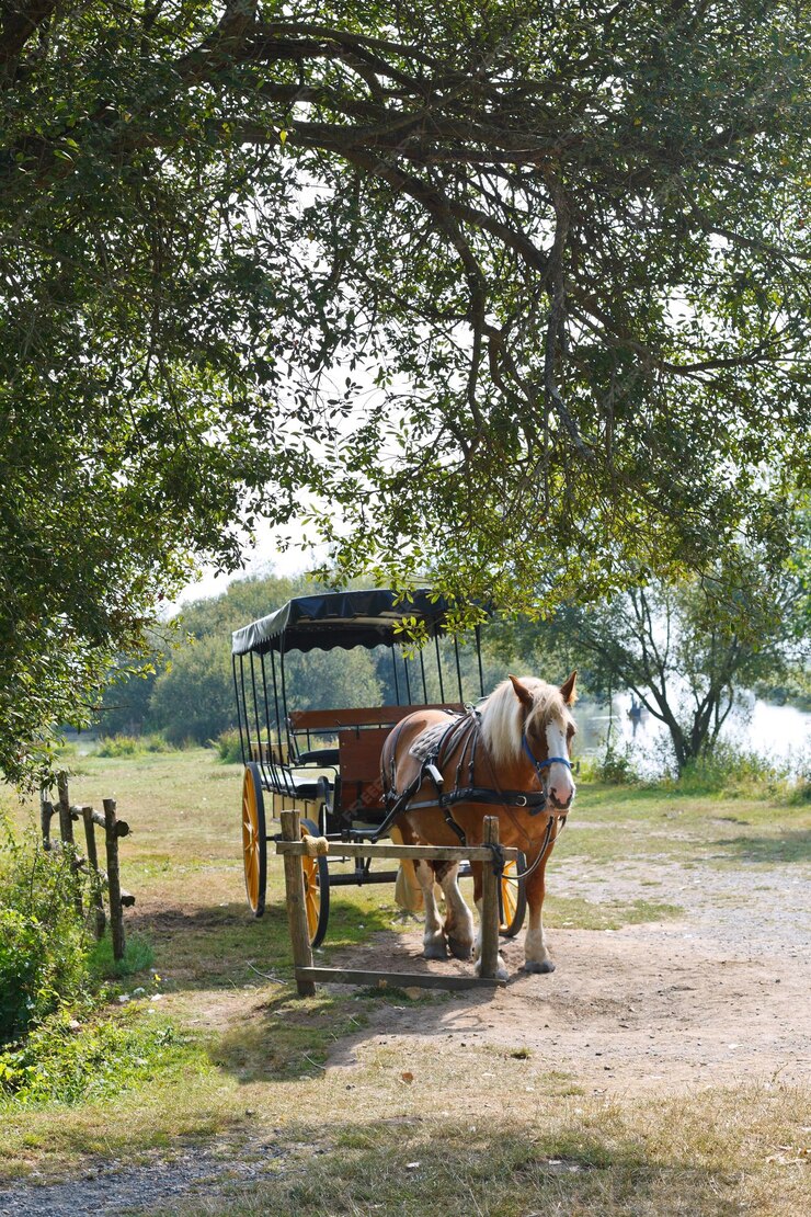 Balades en calèche